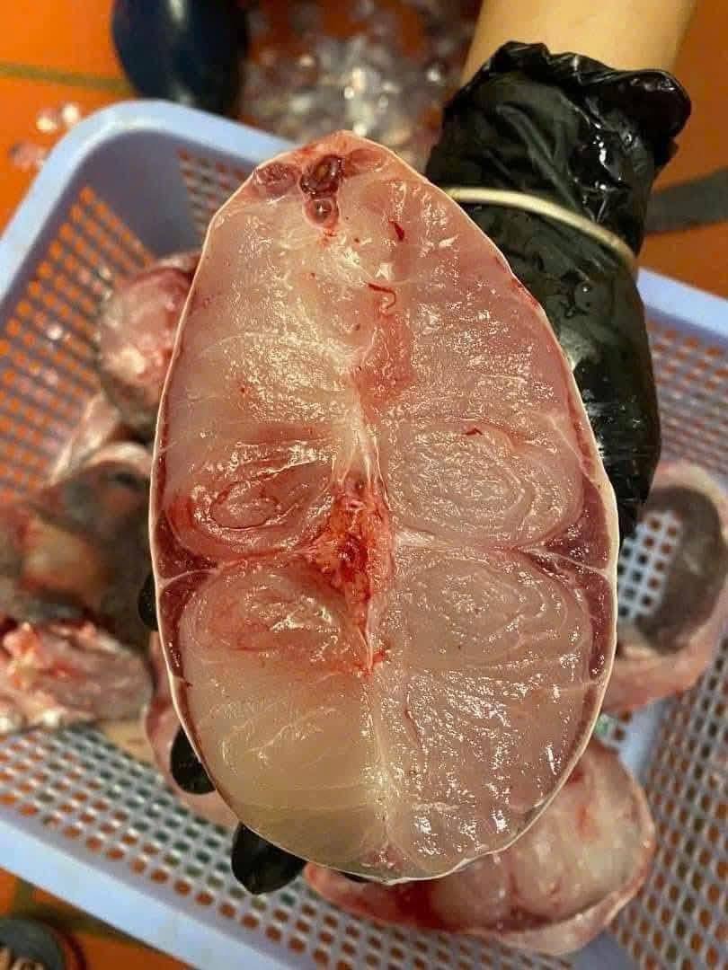 Cá trắm đen còn sống Size 3-4 kg/con