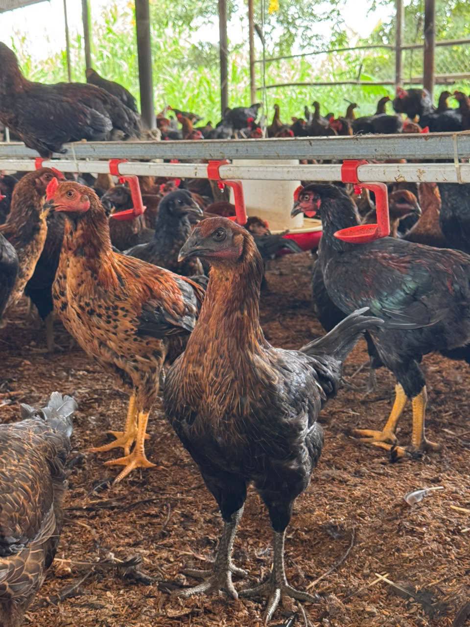  Gà lai chọi (gà trống) còn sống Size: 2-2,5 kg/con