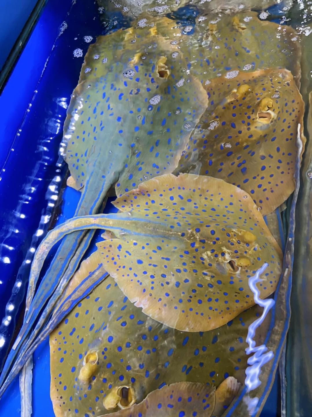 Cá Đuối Sao Xanh (2.5 - 4 kg)