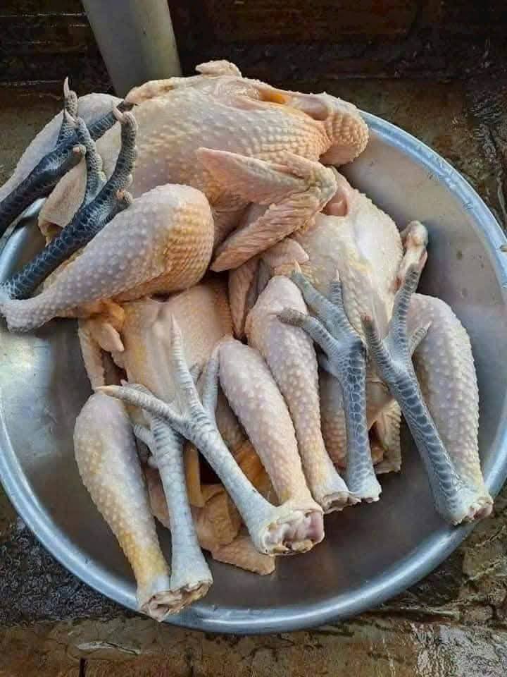 Gà lai chọi nuôi thiên nhiên Size 1-1,5 kg/con