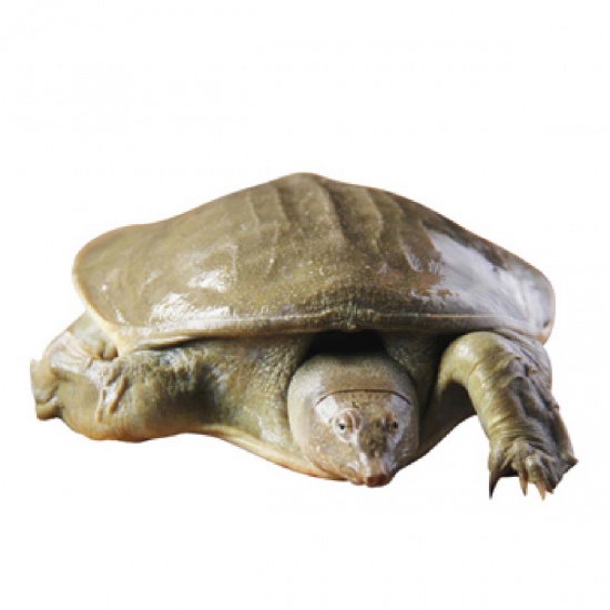 Ba Ba Thịt Quận Bình Tân