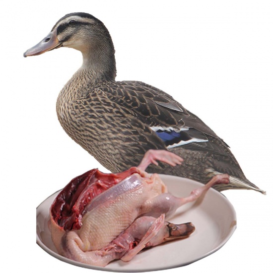 Vịt cỏ (vịt đồng) còn sống 3-3,5 kg/con