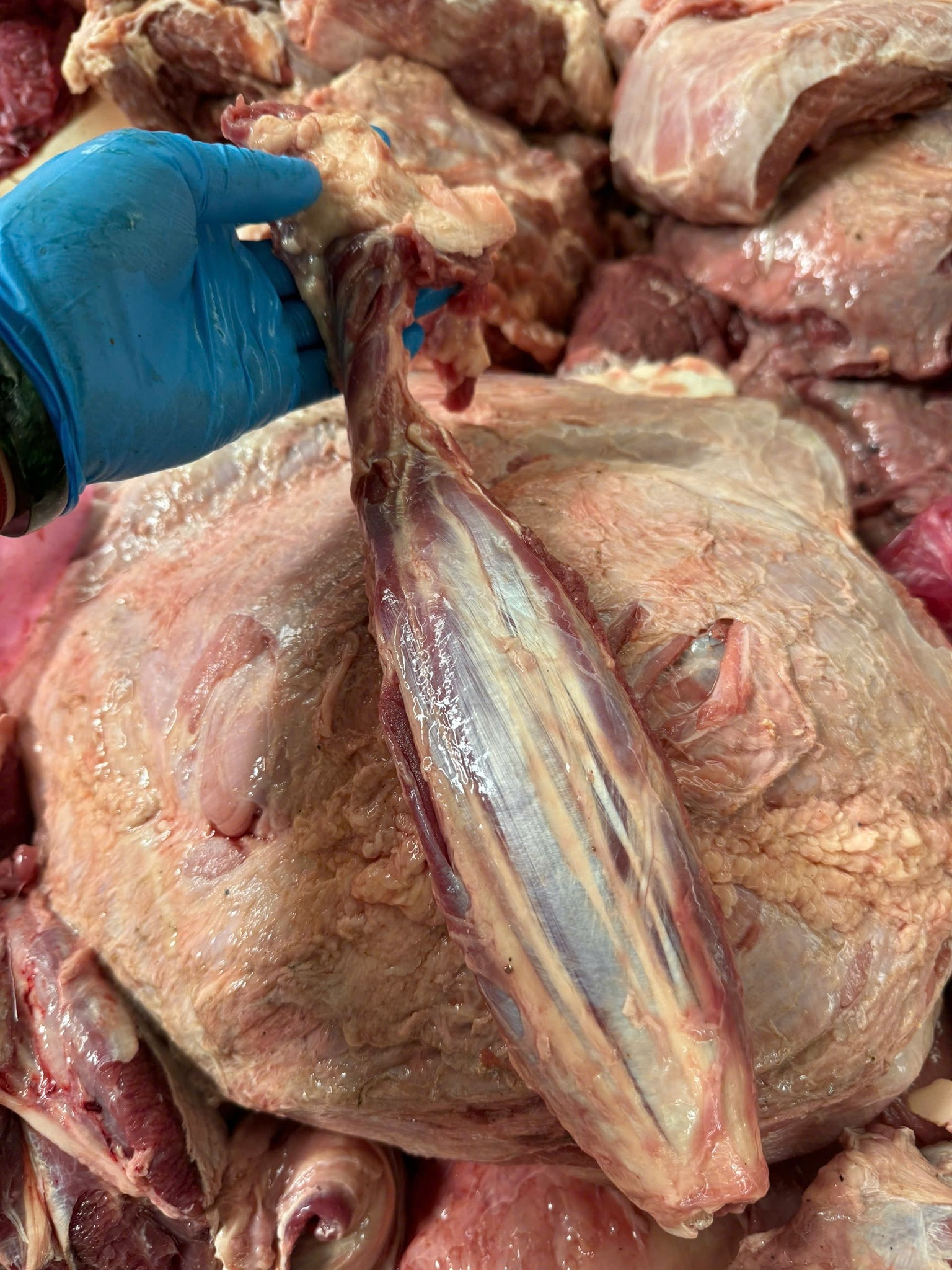 Bắp rùa bò tươi