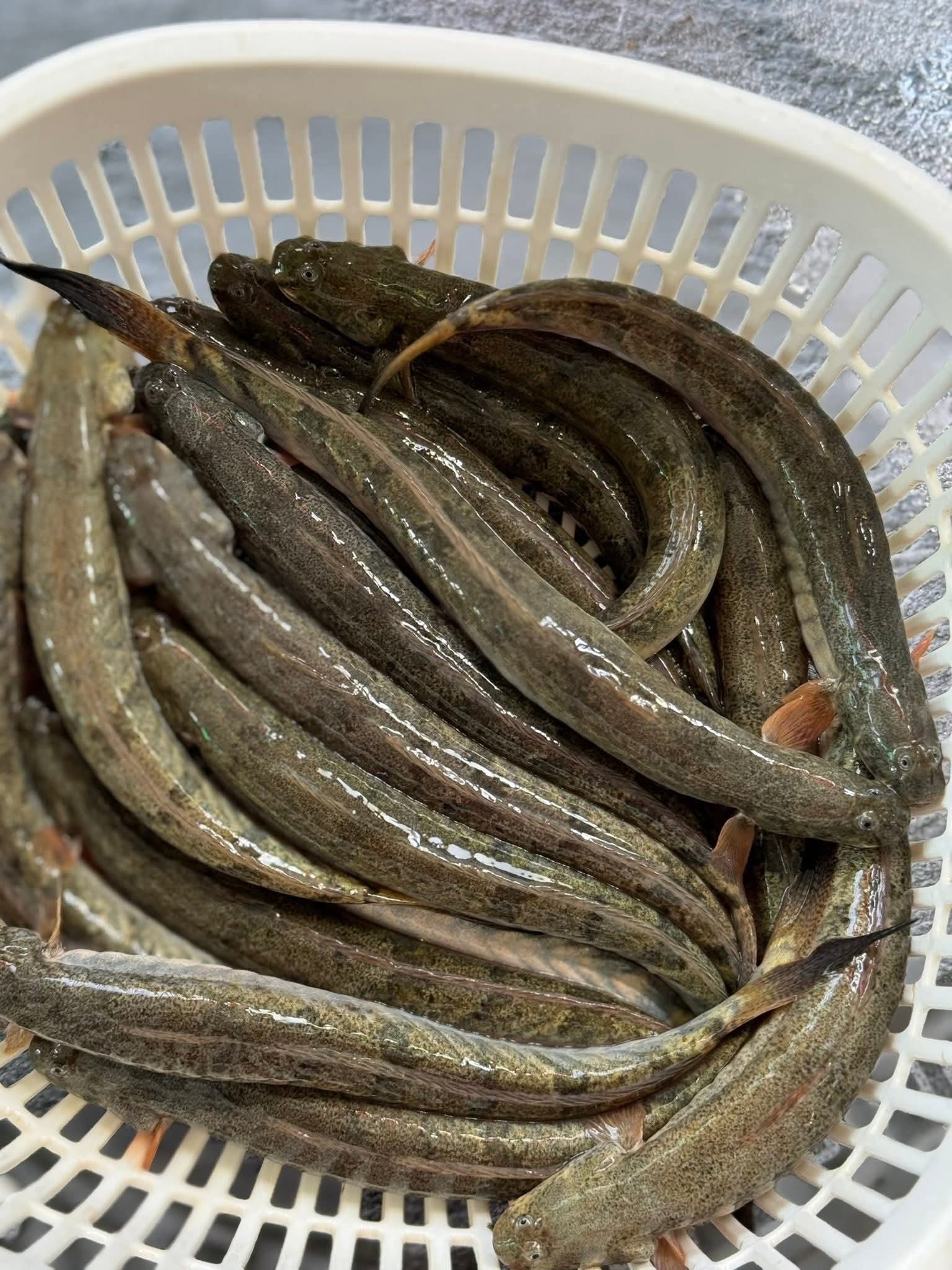 Cá Kèo Tươi Sống