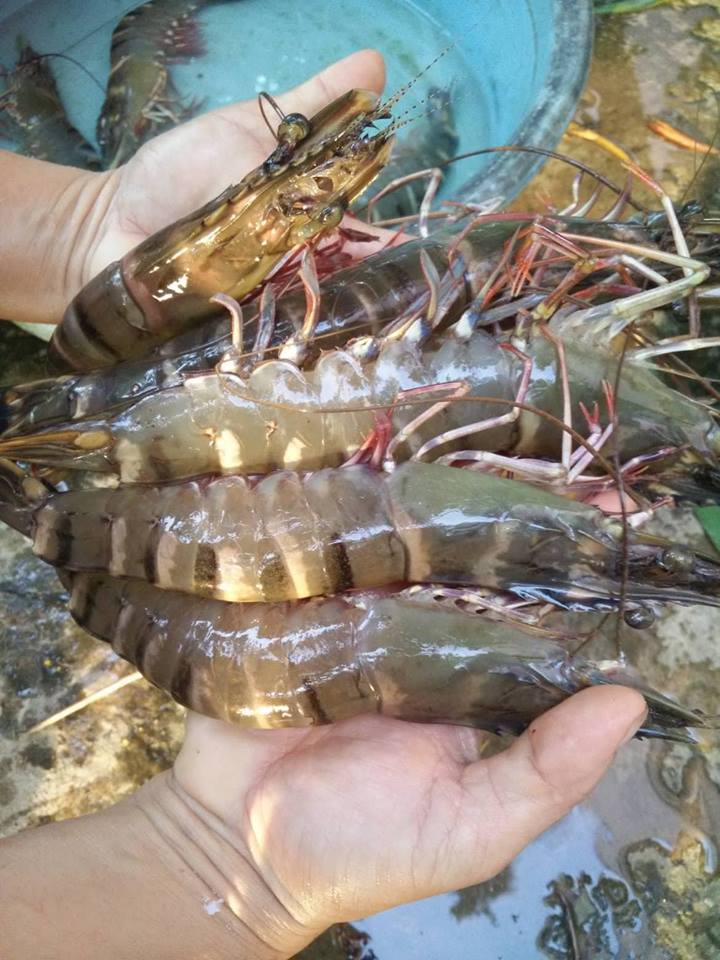 Tôm sú sống, nuôi an toàn giá tốt Size: 50-60 con/kg Xuất sứLong An