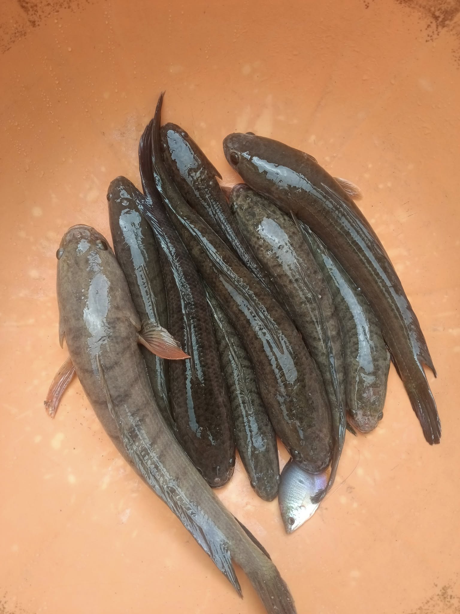 mua cá lóc sống Quận 2