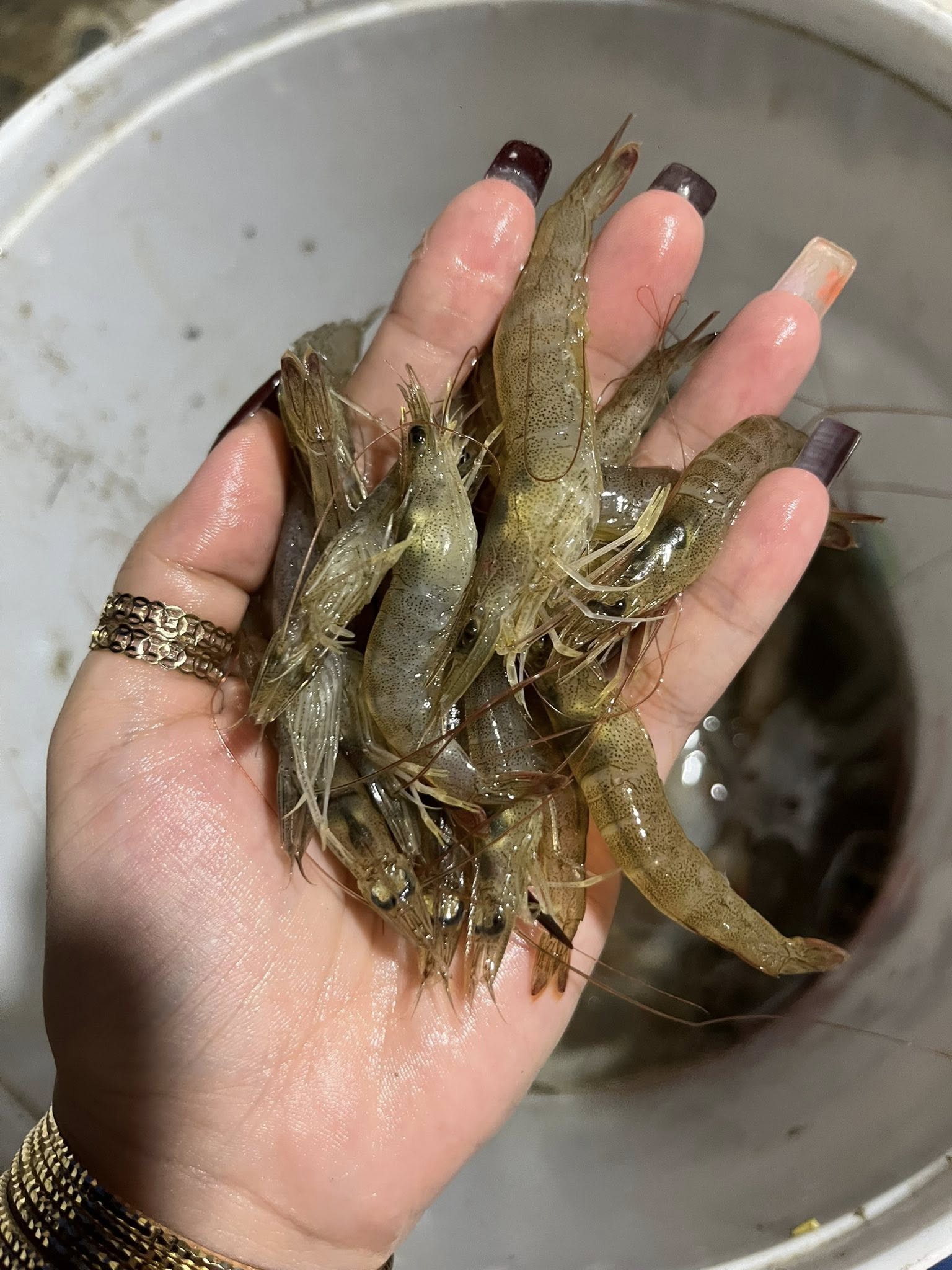 Tôm Đất Tươi Sống