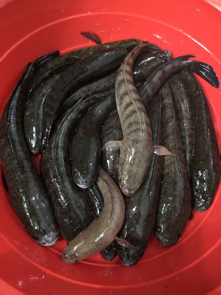 Vựa Cá biển chợ bình điền