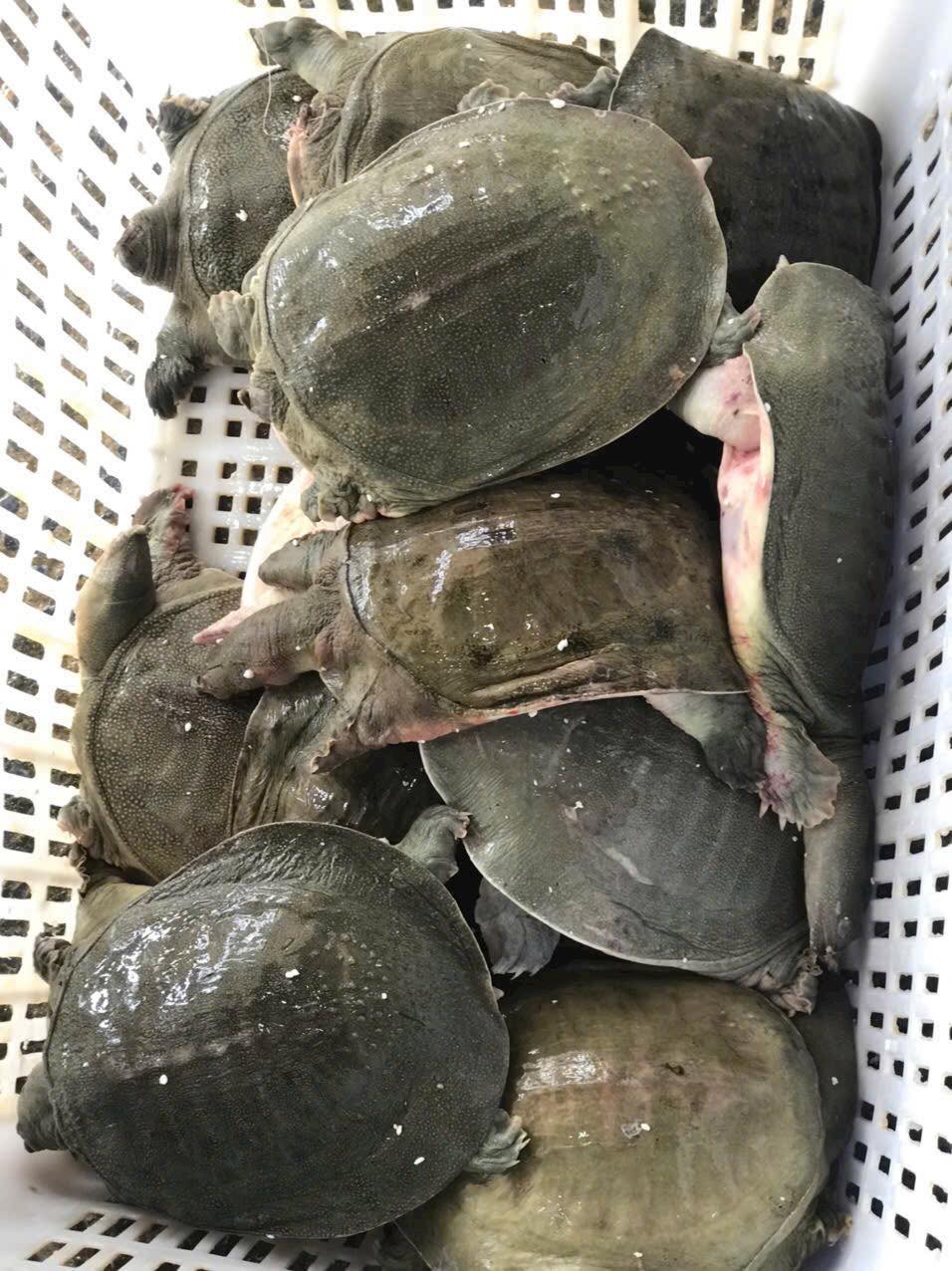 Bán Ba ba Sống Giao Tận Nơi Quận 1