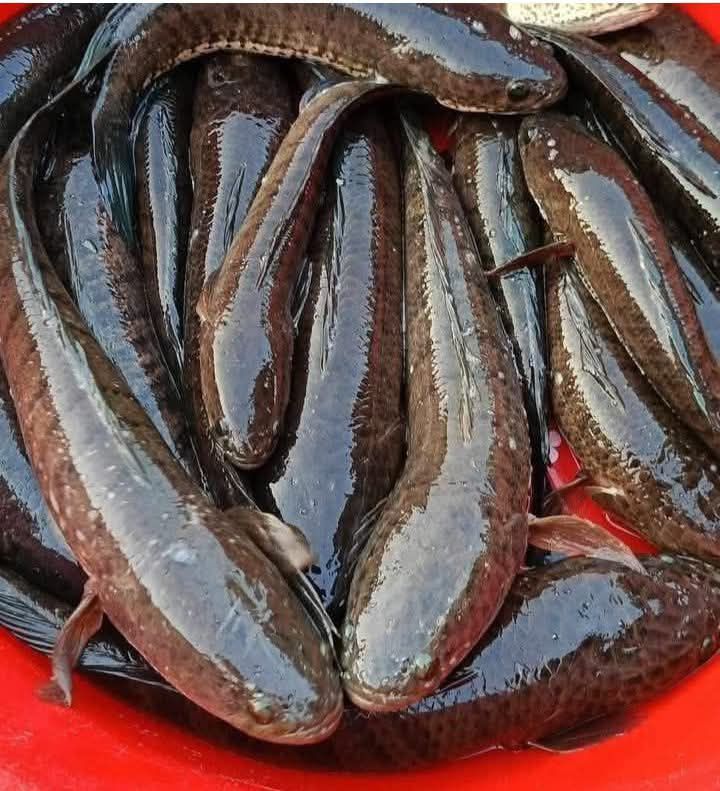 Địa chỉ bán cá lóc tươi sống tại Quận 1