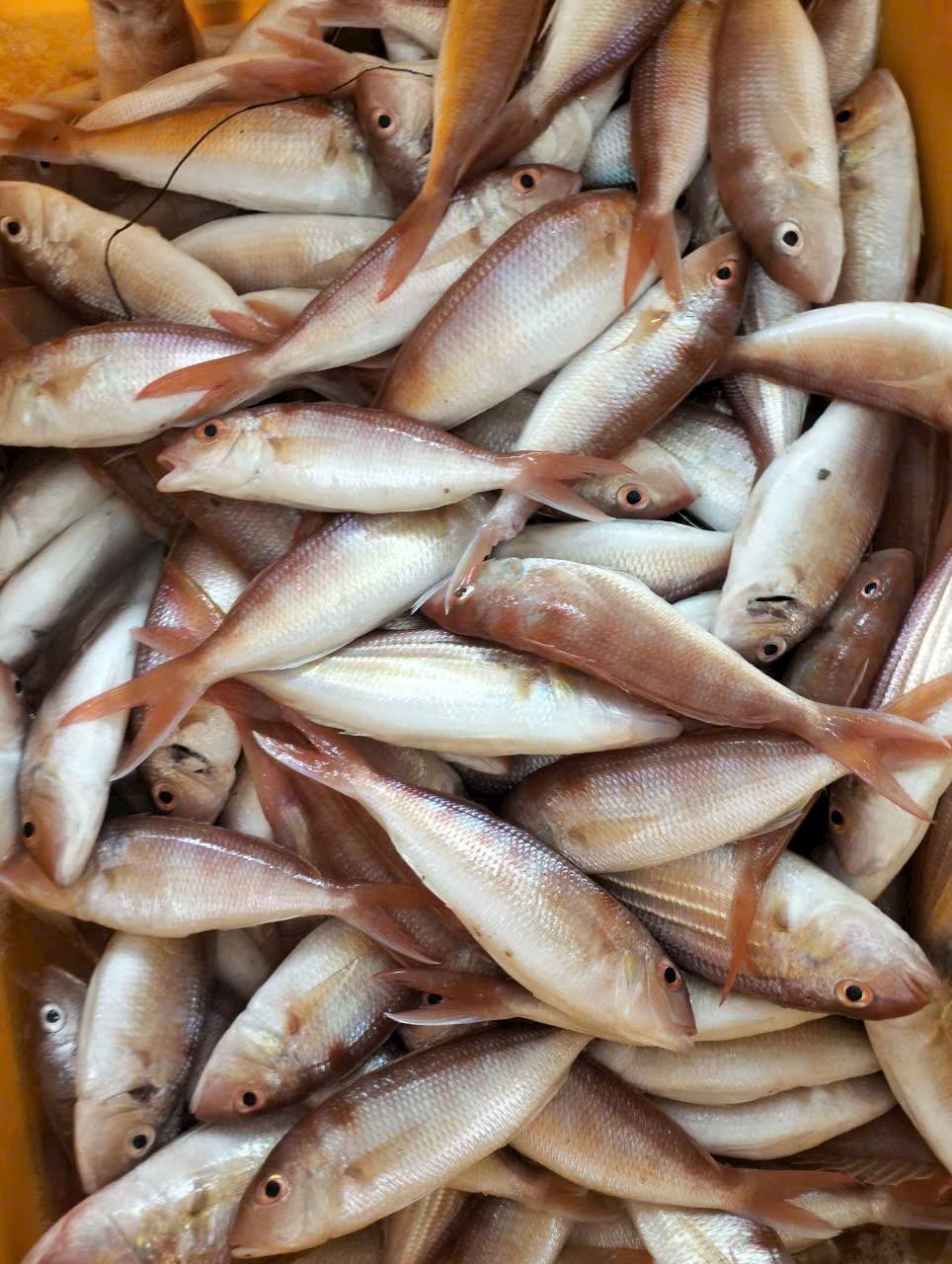 Vựa Hải Sản Tươi Sống Tại Quận 2 – Giao Nhanh, Giá Tốt