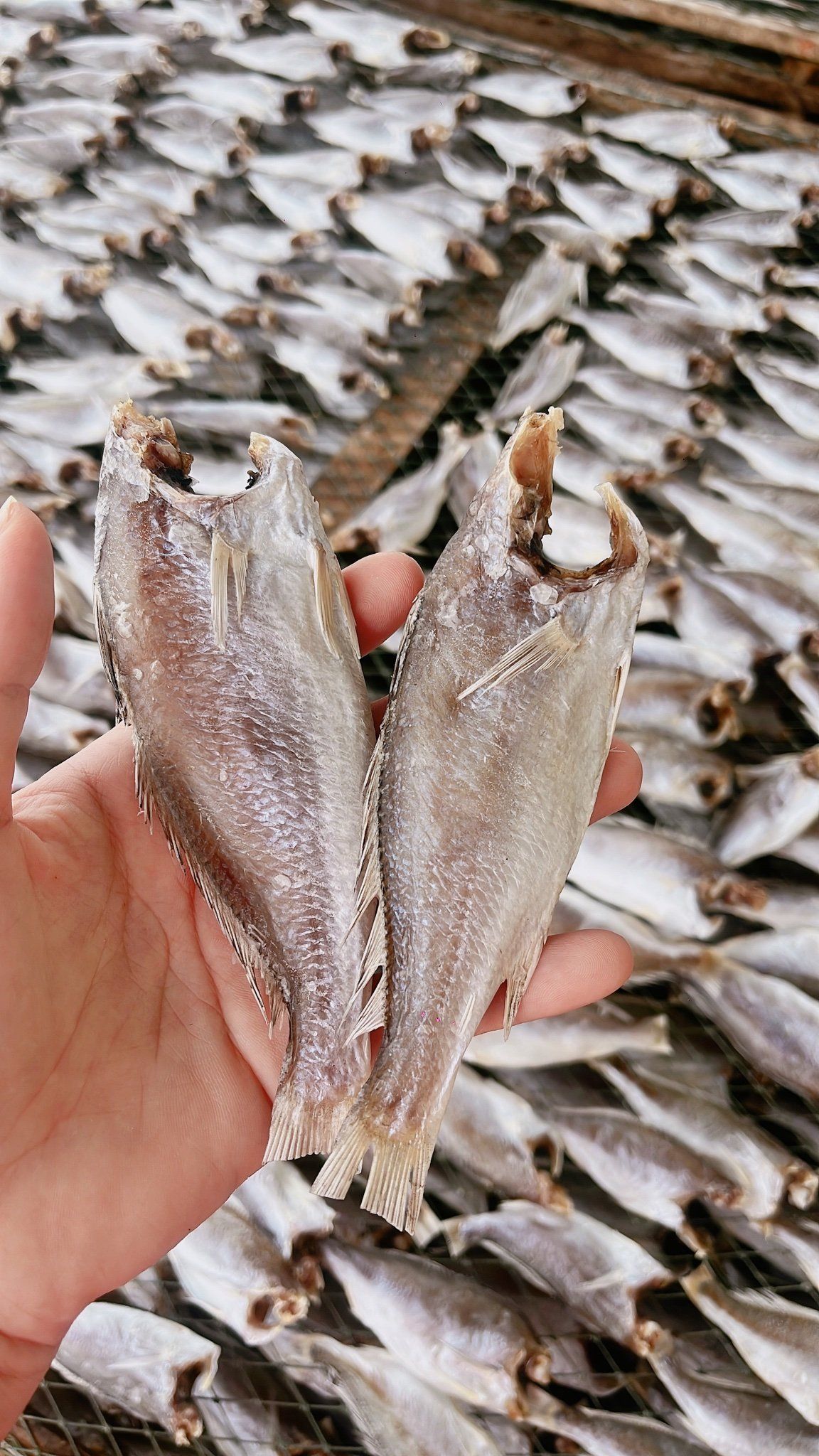 Khô cá đù 3 nắng chất lượng ngon tuyệt Size 15-20 con/kg