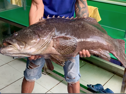 Cá Mú Nghệ (15 - 30 Kg)