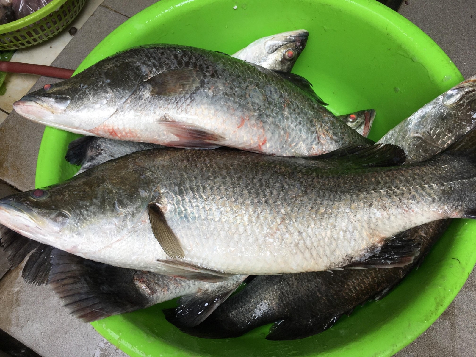 Cá Chẽm Sống (1 - 3 Kg)