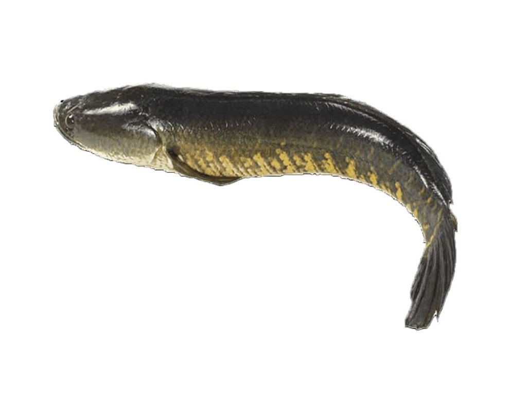 Cá Lóc Tươi Làm Sạch Quận 7