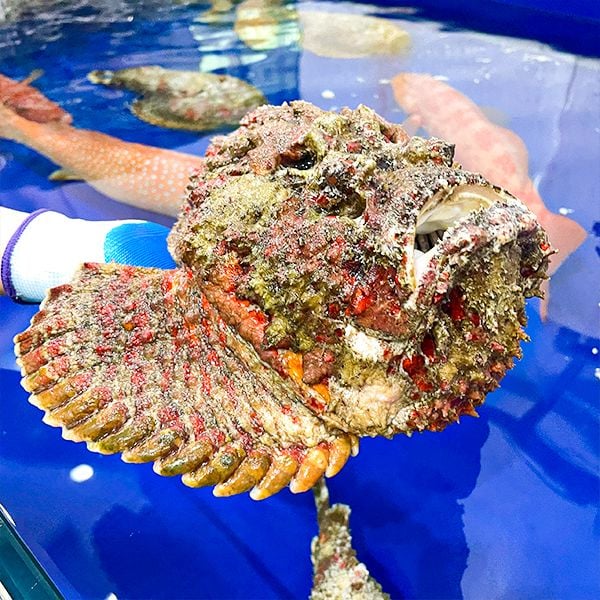 Cá mặt quỷ (1- 3 Kg)