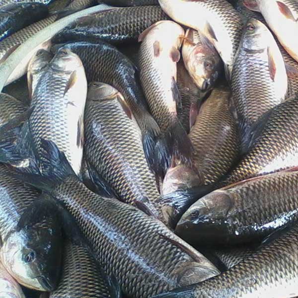 Cá trôi đã làm sạch thịt thơm ngon bổ dưỡng Size 3-3,5 kg/con