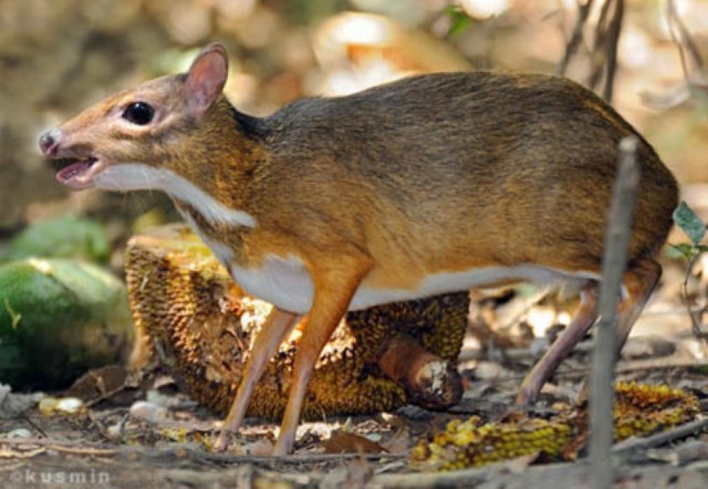 Cheo Cheo Thương Phẩm