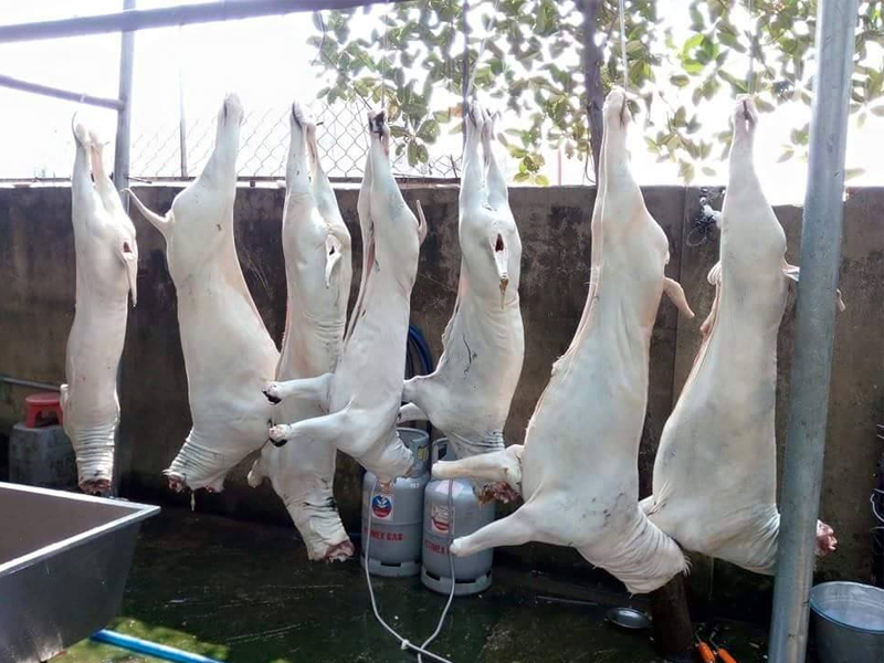 Cừu đực tơ móc hàm