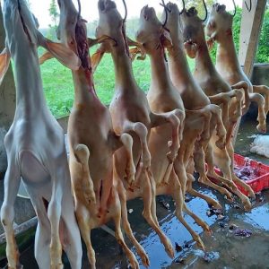 Dê đực tơ móc hàm