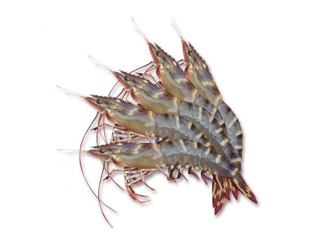 Tôm sú sống, nuôi sinh thái loại 1 Size: 40-50 con/kg Xuất sứ Bến Tre