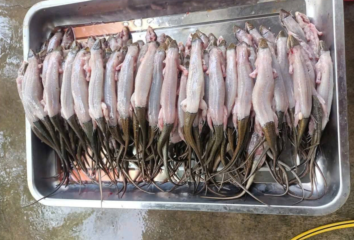 Rắn Mối Thịt Làm Sạch