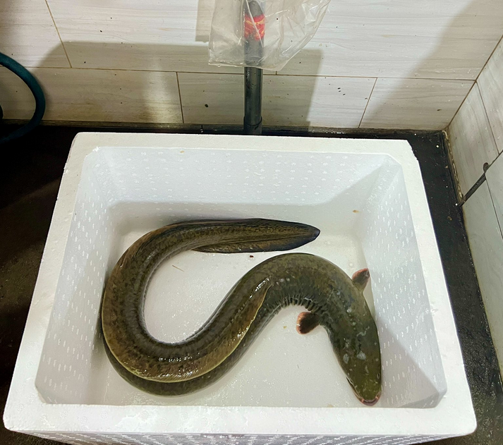 Cá Chình Tươi Sống