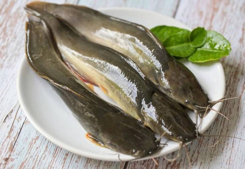Cá Ngát Tươi Ngon