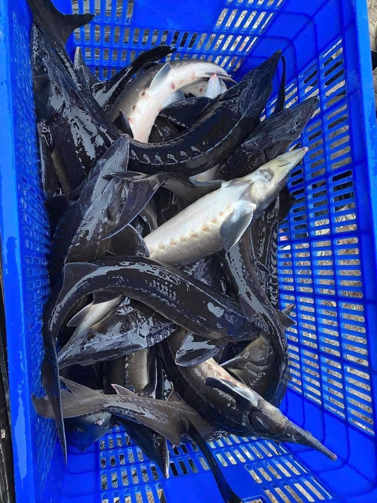 Cá Tầm Tươi Sống