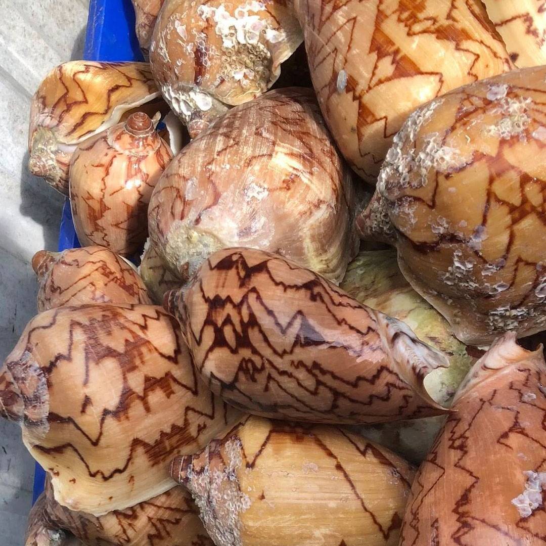 Ốc Vôi Thiên Nhiên