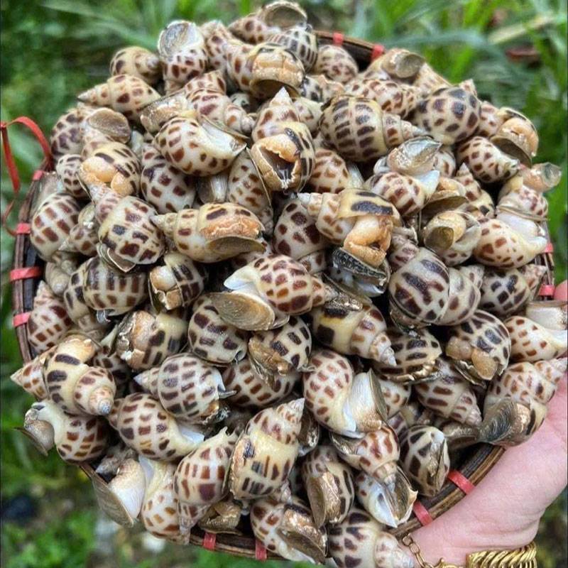 Ốc Hương Size 90 - 120 con/1kg