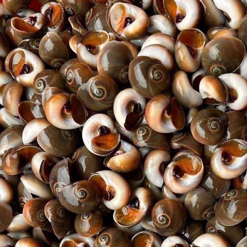 Ốc Mỡ Tươi Sống
