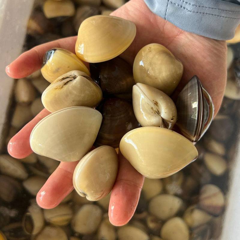 Nghêu Biển Tươi Sống