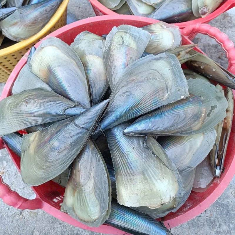 Sò Mai Tươi Sống