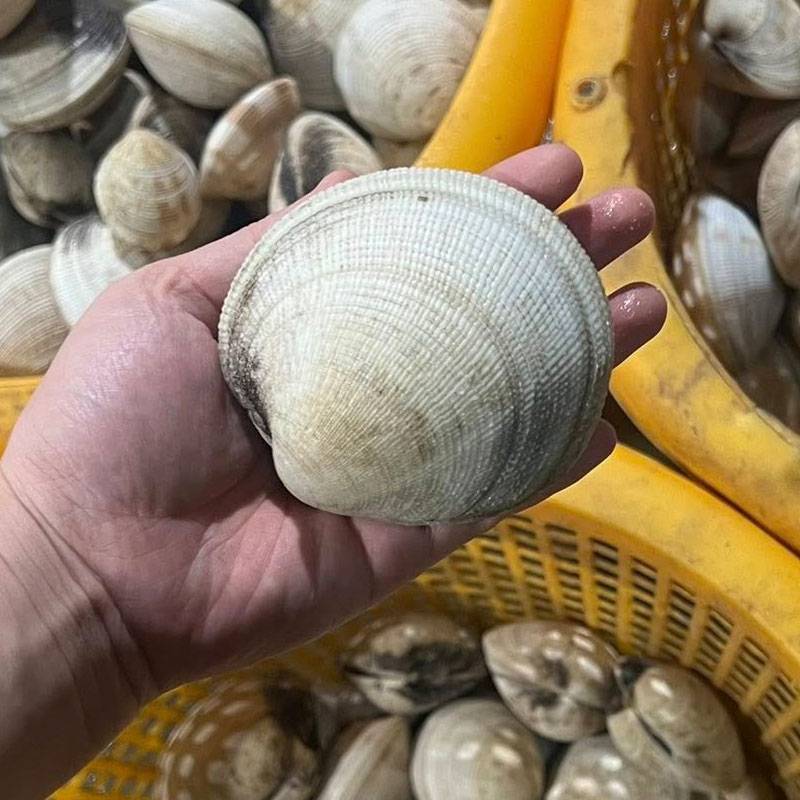 Sò tộ (sò chén) sống