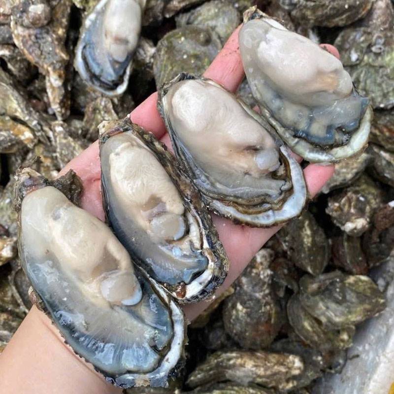 Hàu sữa (hào sữa) sống