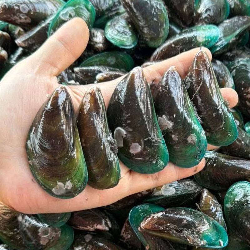 Vẹm xanh đông lạnh