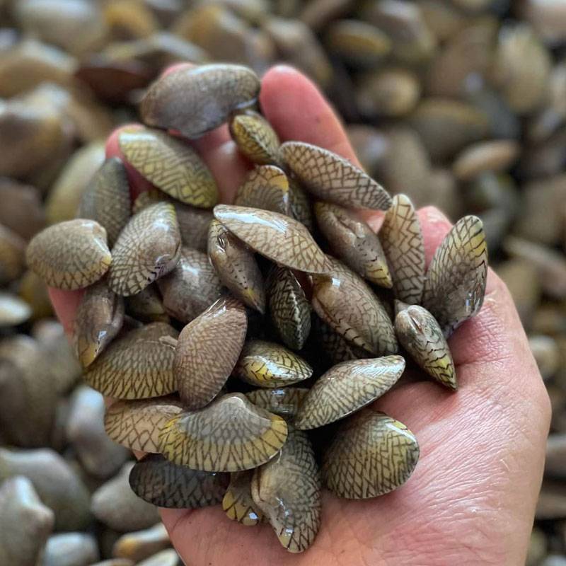 Sò Lụa Đỏ Tươi Sống