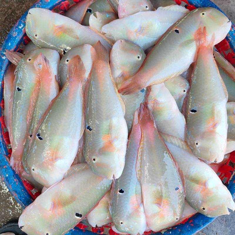 Cá Mó Tươi (Cá Lưỡi Mèo)