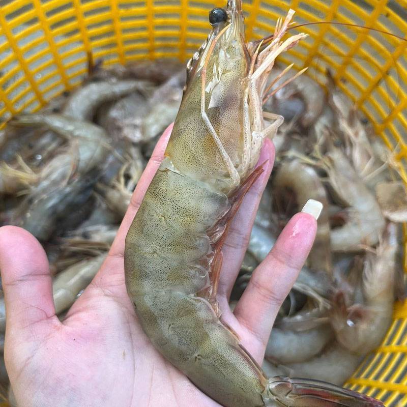 Vựa Hải Sản Tươi Sống Tại Quận 8 | Giá Sỉ & Lẻ Tốt