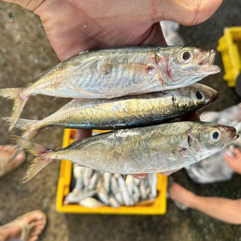 Vựa Hải Sản Tươi Sống Tại Quận 11 | Giá Sỉ & Lẻ Tốt