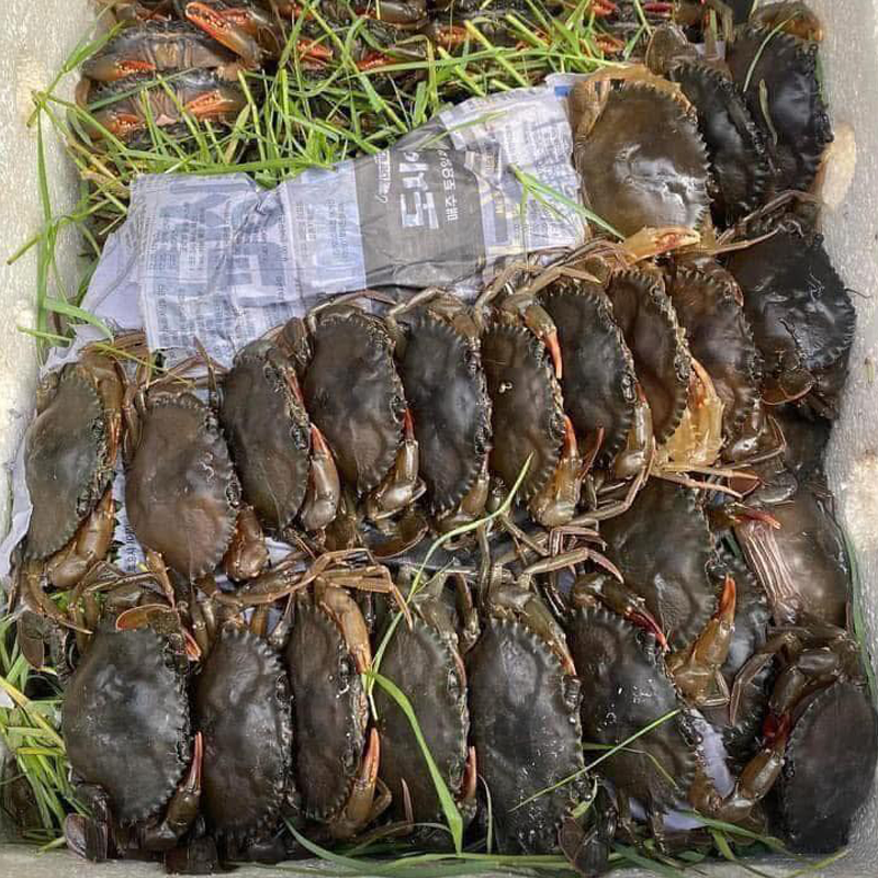 Cua Lột Tươi Sống