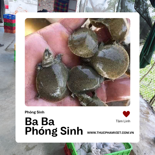 Ba Ba Phóng Sanh Và Cách Chọn