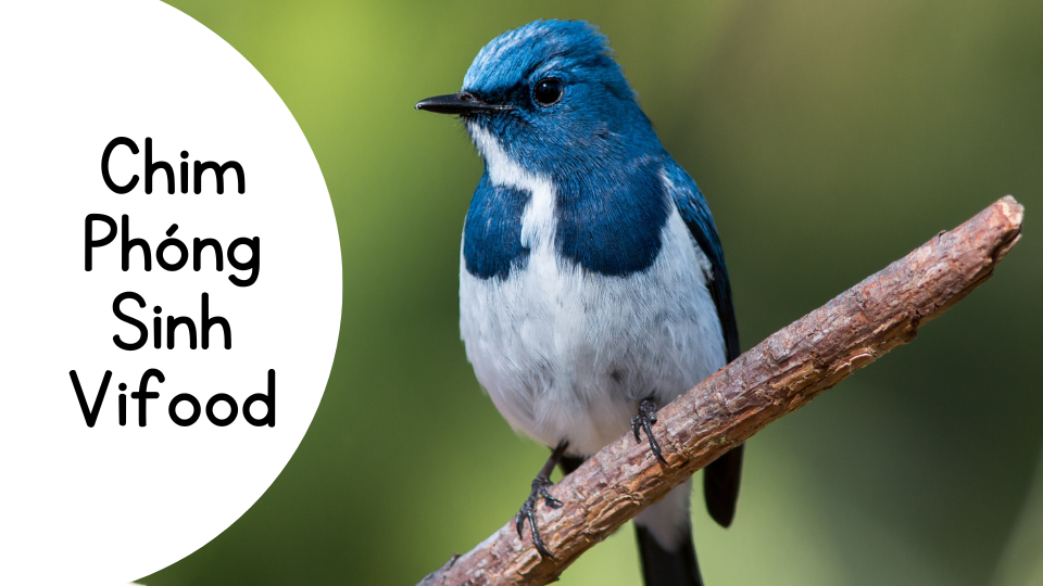 Chim Phóng Sinh TP.HCM | Chim Khỏe Mạnh, Giao Nhanh