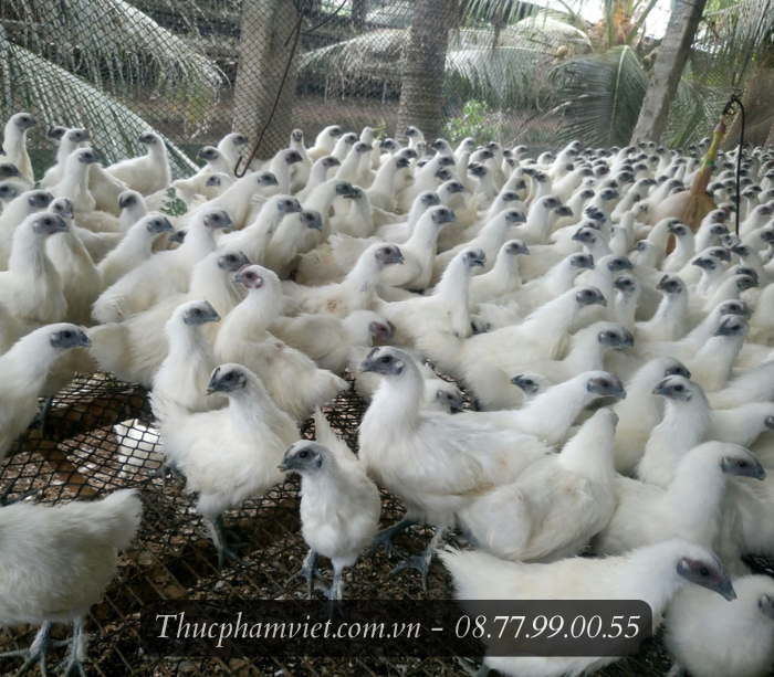 Gà ác nguyên con giá sỉ TPHCM