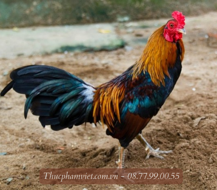 Cung cấp gà tre thịt giá sỉ TPHCM