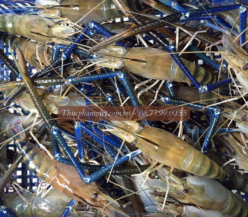 Tôm càng xanh giá sỉ TPHCM