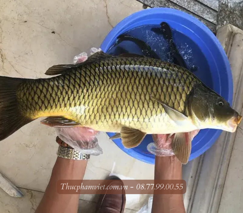 Cá chép giòn giá sỉ TPHCM
