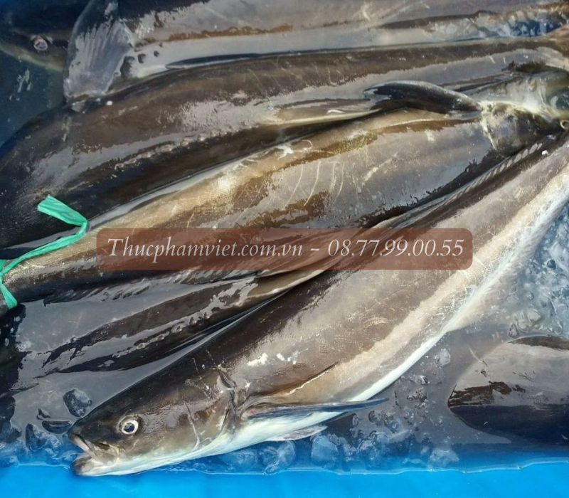 Cá bớp giá sỉ TPHCM