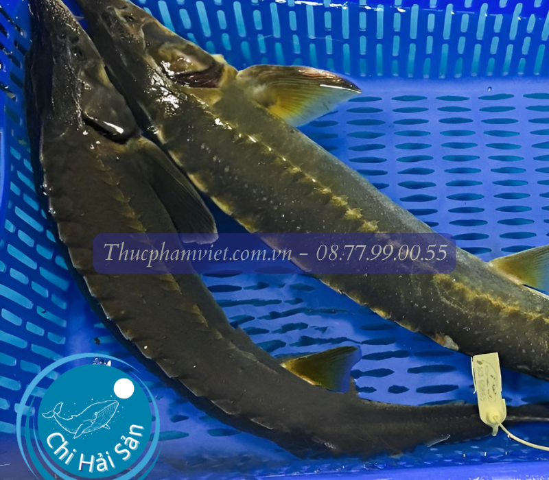 Cá tầm giá sỉ TPHCM